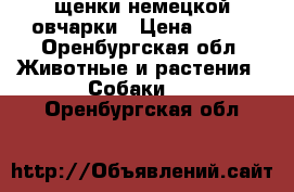 щенки немецкой овчарки › Цена ­ 100 - Оренбургская обл. Животные и растения » Собаки   . Оренбургская обл.